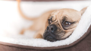 dog is sleeping on the bed