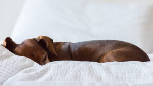 dog is sleeping on the bed