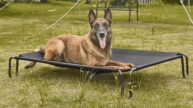 elevated bed for dogs