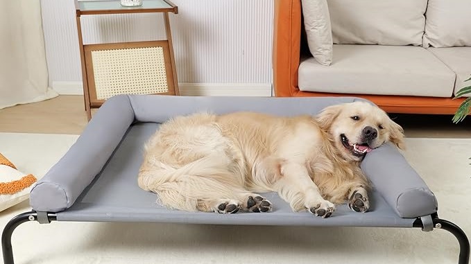 dog elevated bed